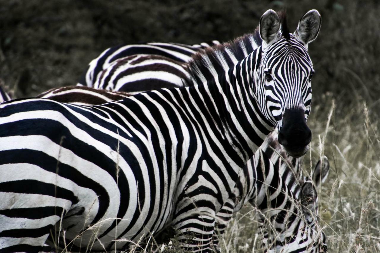 Taasa Lodge Serengeti Bagian luar foto