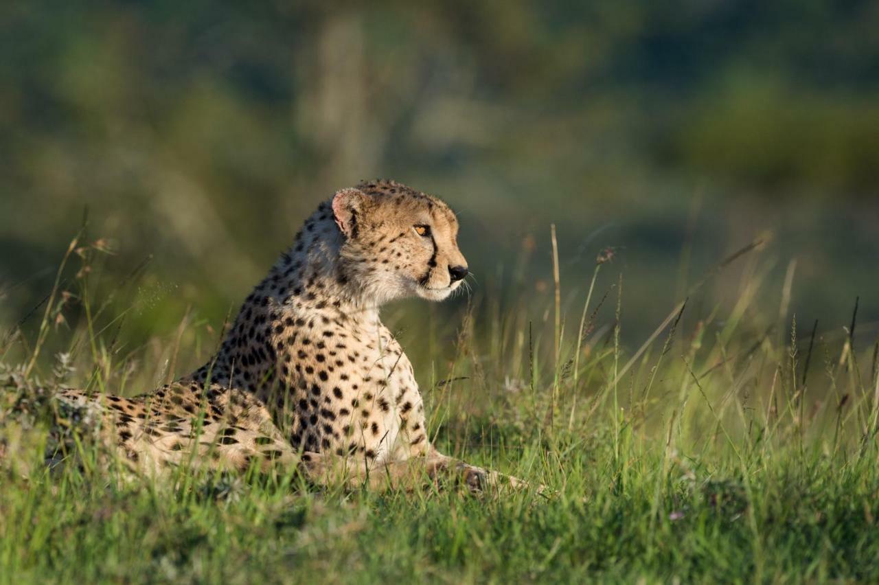 Taasa Lodge Serengeti Bagian luar foto