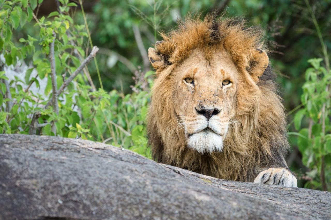 Taasa Lodge Serengeti Bagian luar foto